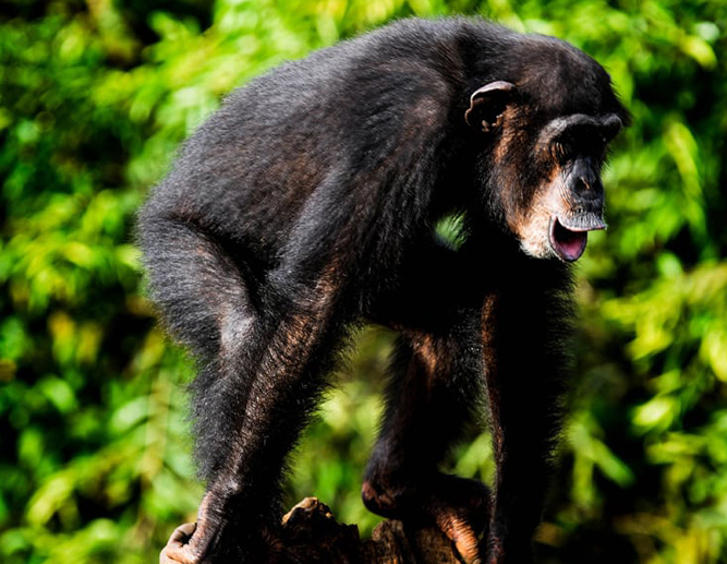 <a href="https://tourismsierraleone.com/where-to-go/tacugama-chimpanzee-sanctuary/" target="_blank" style="color: #fff;">Tacugama Chimpanzee Sanctuary</a>