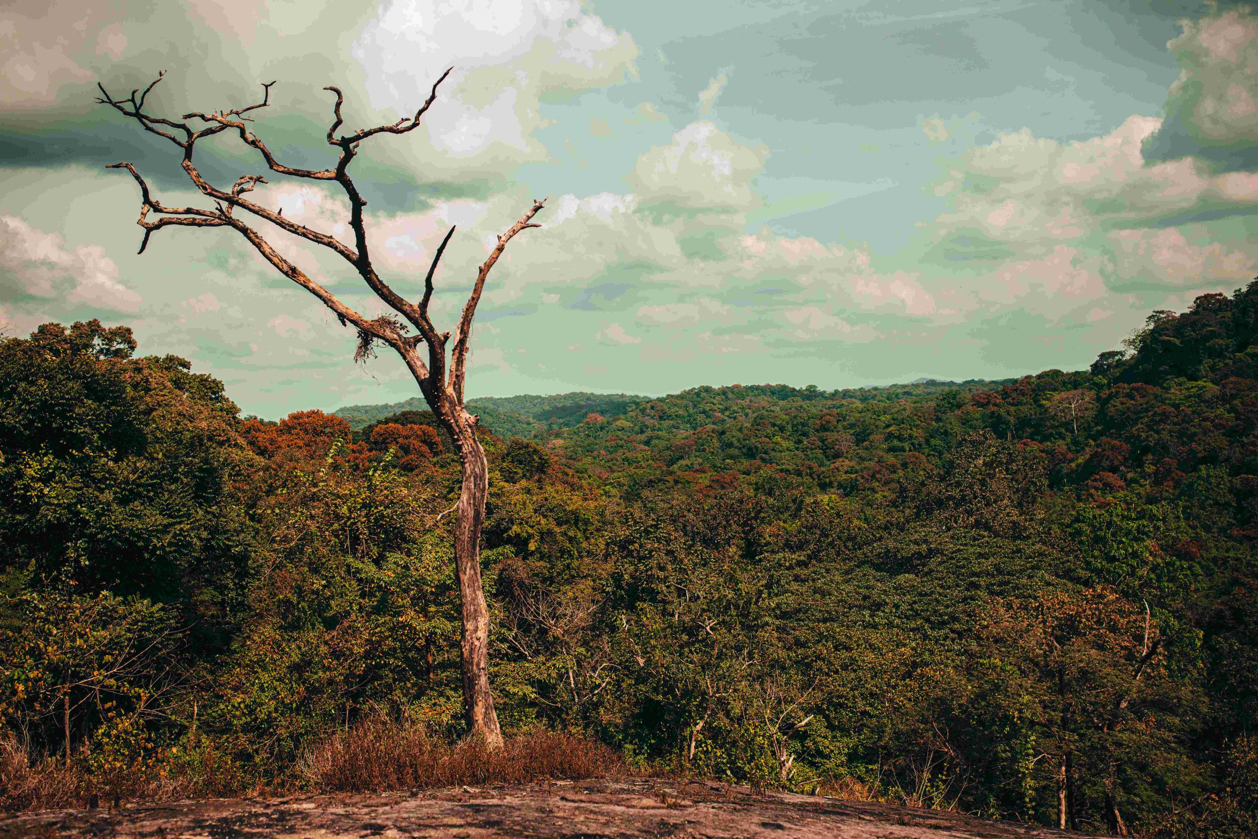 Gola Rain Forest