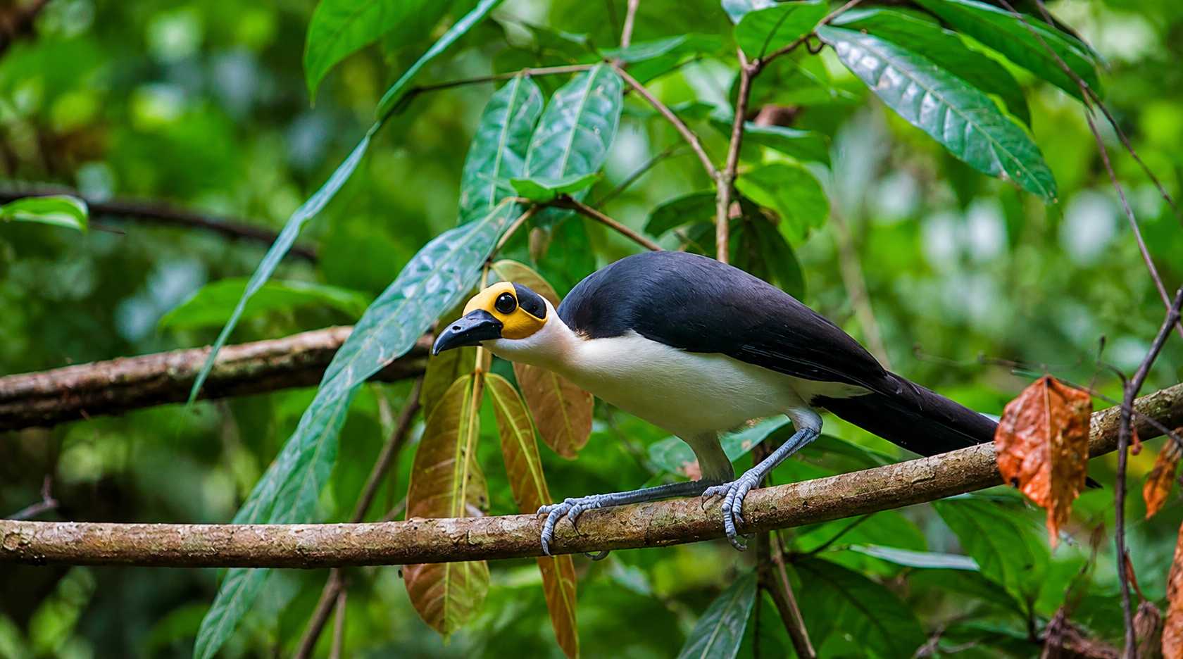 Kambui Hills Forest Reserve