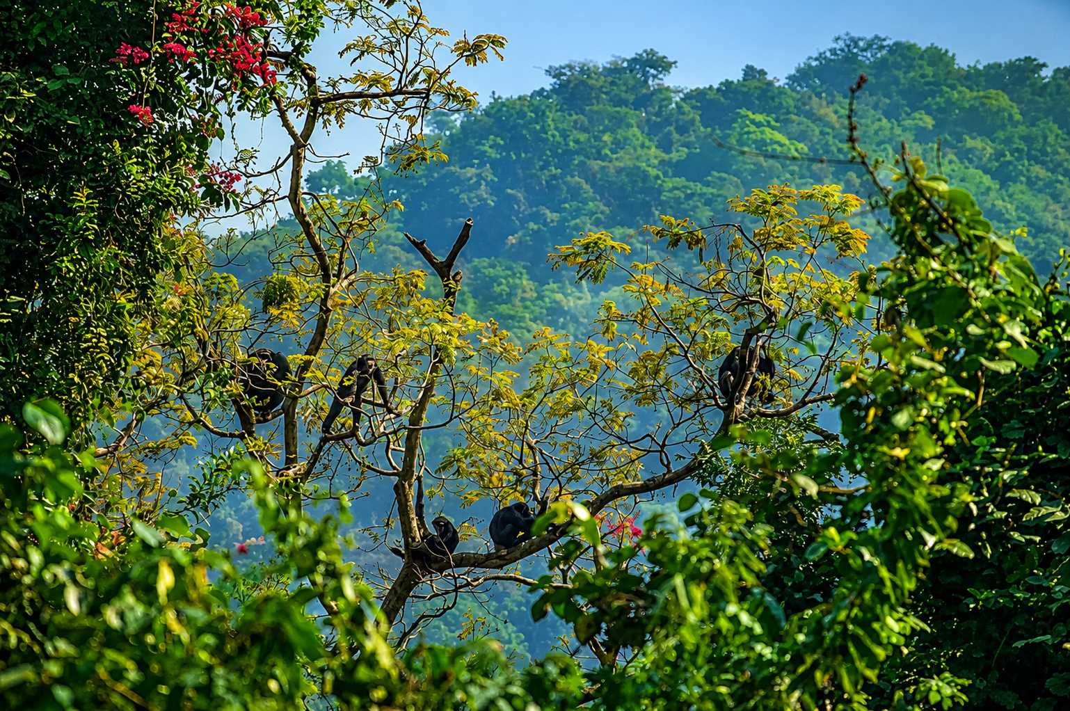 Tacugama Chimpazee Sanctuary